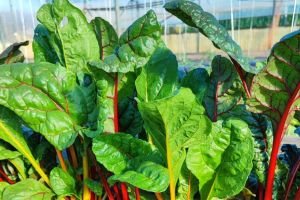 Aglio Rosa fresco (pz) 1 Orto