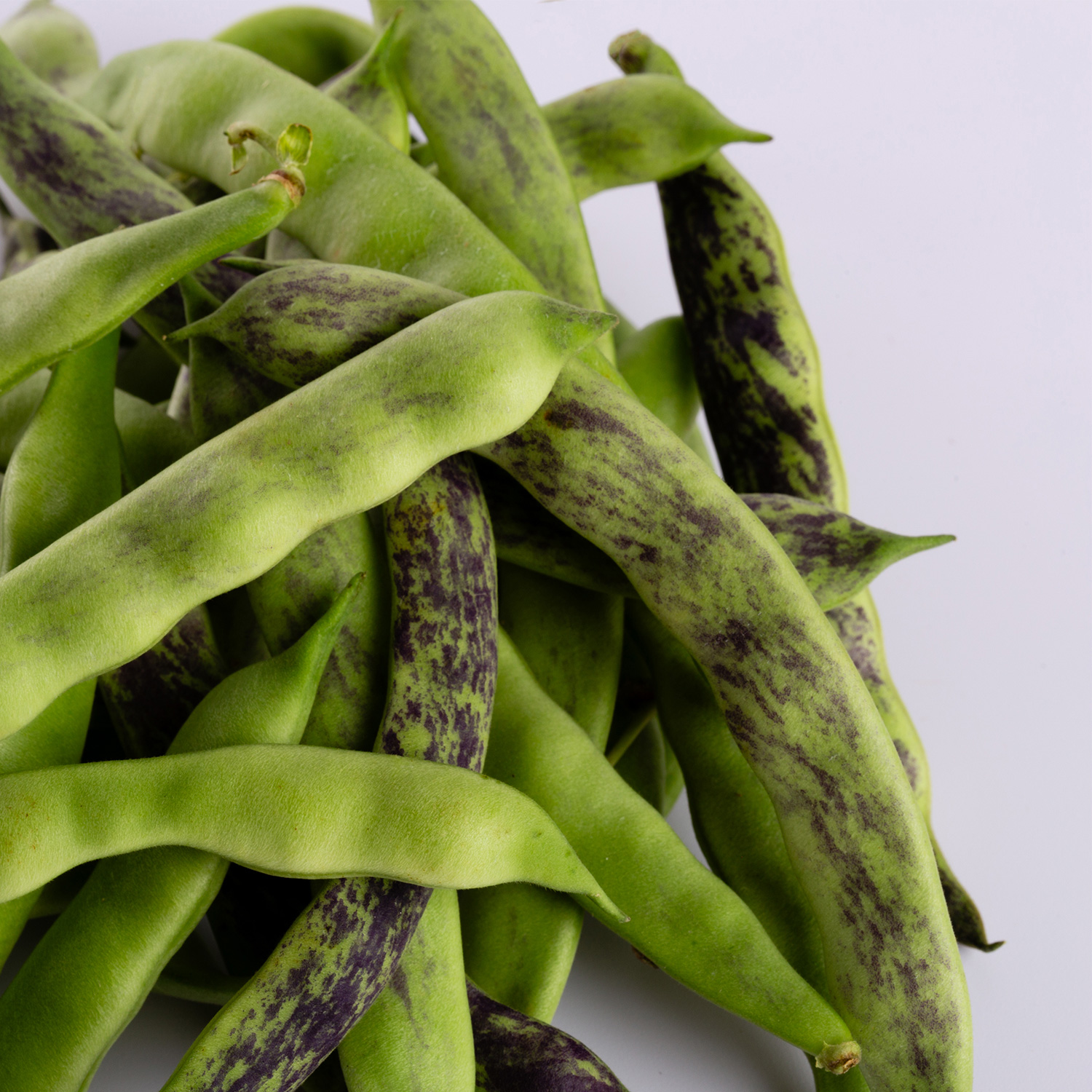 dettagli-faggiolina-2 dettagli faggiolina 2